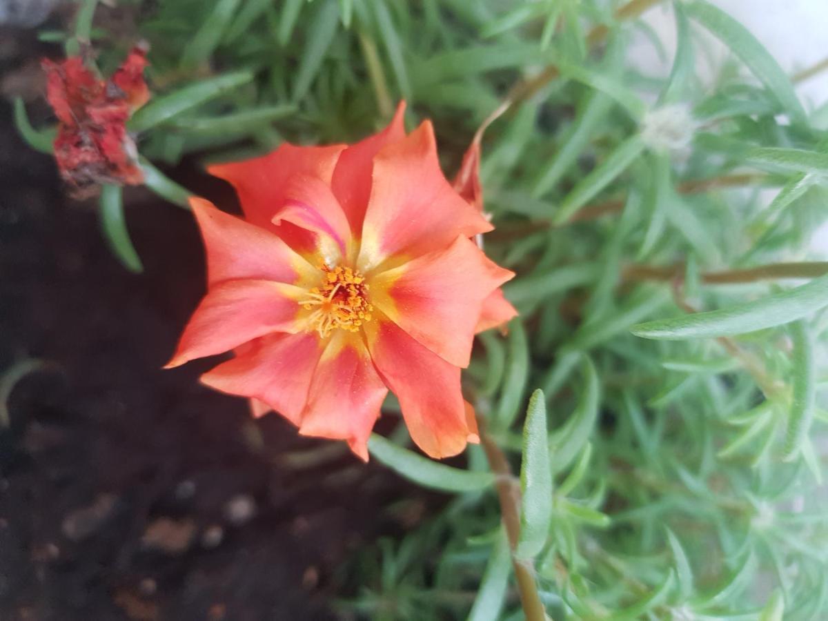 4 Ambelia Paradise Megalochori  Eksteriør billede